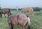 Pony of the Americas - Horse for Sale in FORT SCOTT, KS, KS 66701 Pony of the Americas - Horse for Sale in FORT SCOTT, KS, KS 66701