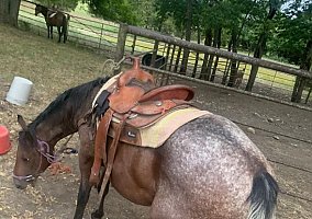 Pony of the Americas (Pony of the Americas, Stallion) in Fort Scott, KS, KS