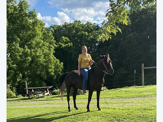 Quart Horses for Sale