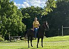 Quarter Horse - Horse for Sale in Abingdon, VA 24210