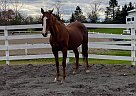 Pumpkin - Mare in Burnt hills, NY Pumpkin - Mare in Burnt hills, NY