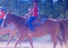Quarter Horse (Quarter Horse, Stallion) in Edgefield, SC