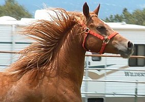 Arabian (Arabian, Mare) in Capitan, NM