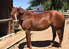 Mustang - Horse for Sale in Queen Creek, AZ 85142