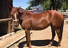 Mustang - Horse for Sale in Queen Creek, AZ 85142 Mustang - Horse for Sale in Queen Creek, AZ 85142