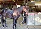 Standardbred - Horse for Sale in Bridgeport, AL 35740