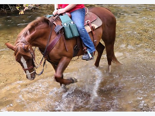 Trail Horse