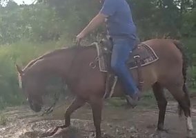 Quarter Horse (Quarter Horse, Mare) in Marion, MI