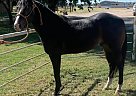 Quarter Horse - Horse for Sale in Bluejacket, OK 74333