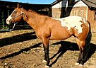 Appaloosa - Horse for Sale in Longmont, CO 80503