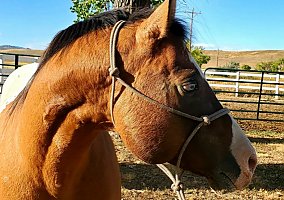 Appaloosa (Appaloosa, Stallion) in Longmont, CO