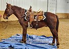 Chip - Gelding in Bemidji, MN Chip - Gelding in Bemidji, MN