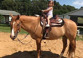 Quarter Horse (Quarter Horse, Gelding) in Prince Frederick, MD