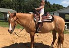 Quarter Horse - Horse for Sale in Prince Frederick, MD 20678 Quarter Horse - Horse for Sale in Prince Frederick, MD 20678