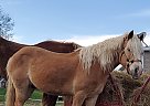 Barney - Gelding in Wellsboro, PA Barney - Gelding in Wellsboro, PA