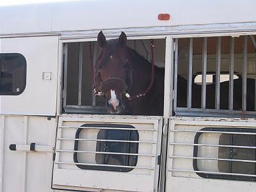 Large Pony