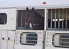 Pony - Horse for Sale in Okotoks, AB Pony - Horse for Sale in Okotoks, AB