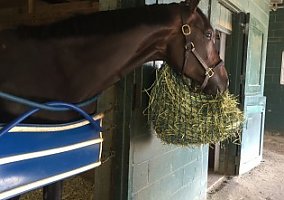 Thoroughbred (Thoroughbred, Mare) in Ocala, FL