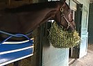 Thoroughbred - Horse for Sale in Ocala, FL 34470 Thoroughbred - Horse for Sale in Ocala, FL 34470