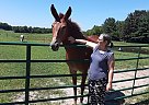 Mabel - Mare in Clarksville, IN Mabel - Mare in Clarksville, IN