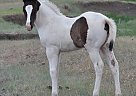 Paint Filly - Mare in Midland, SD