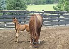 My Auber Jean - Mare in Cleveland, OH My Auber Jean - Mare in Cleveland, OH