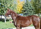 Arabian - Horse for Sale in Silt, CO 81652