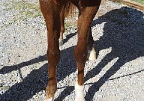 Arabian (Arabian, Mare) in Silt, CO
