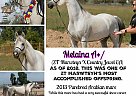 Melaina A+/ - Mare in Kuna, ID Melaina A+/ - Mare in Kuna, ID
