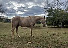 Tennessee Walking - Horse for Sale in Bedford, VA 24523