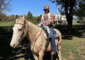 Tennessee Walking Horse (Tennessee Walking Horse, Mare) in Bedford, VA