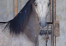Tennessee Walking - Horse for Sale in Lewisburg, TN 37091 Tennessee Walking - Horse for Sale in Lewisburg, TN 37091