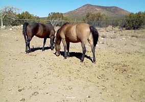 Mustang (Mustang, Mare) in Williams, AZ