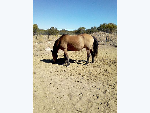 2nd Mustang Needs new Home.