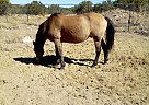 Mustang - Horse for Sale in Williams, AZ 86046