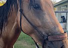 Quarter Horse - Horse for Sale in Gilbert, AZ 85234
