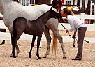 Silverado Welsh Pony Gelding