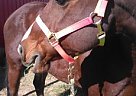 Champion Candy's Buddy Thoroughbred Gelding