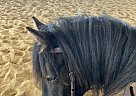 Percheron - Horse for Sale in Owen Sound, ON N0H1A0