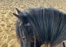 Percheron - Horse for Sale in Owen Sound, ON N0H1A0 Percheron - Horse for Sale in Owen Sound, ON N0H1A0