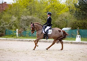 Warmblood (Warmblood, Gelding)