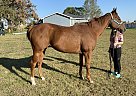 Charlie - Gelding in Waverly, NE Charlie - Gelding in Waverly, NE