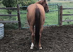 Quarter Horse (Quarter Horse, Gelding) in Berthoud, CO