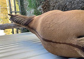 Missouri Fox Trotter (Missouri Fox Trotter, Stallion) in Myrtle, MO
