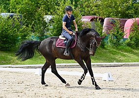 Warmblood (Warmblood, Gelding)