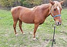 Feathers - Mare in Stoystown, PA Feathers - Mare in Stoystown, PA
