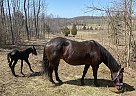 Quarter Horse - Horse for Sale in Owen Sound, ON N0H1A0 Quarter Horse - Horse for Sale in Owen Sound, ON N0H1A0