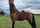 Tennessee Walking - Horse for Sale in Eagleville, TN 37060