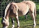 Enny - Gelding in Bristol, TN Enny - Gelding in Bristol, TN