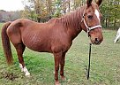 Vinny - Gelding in Stoystown, PA Vinny - Gelding in Stoystown, PA
